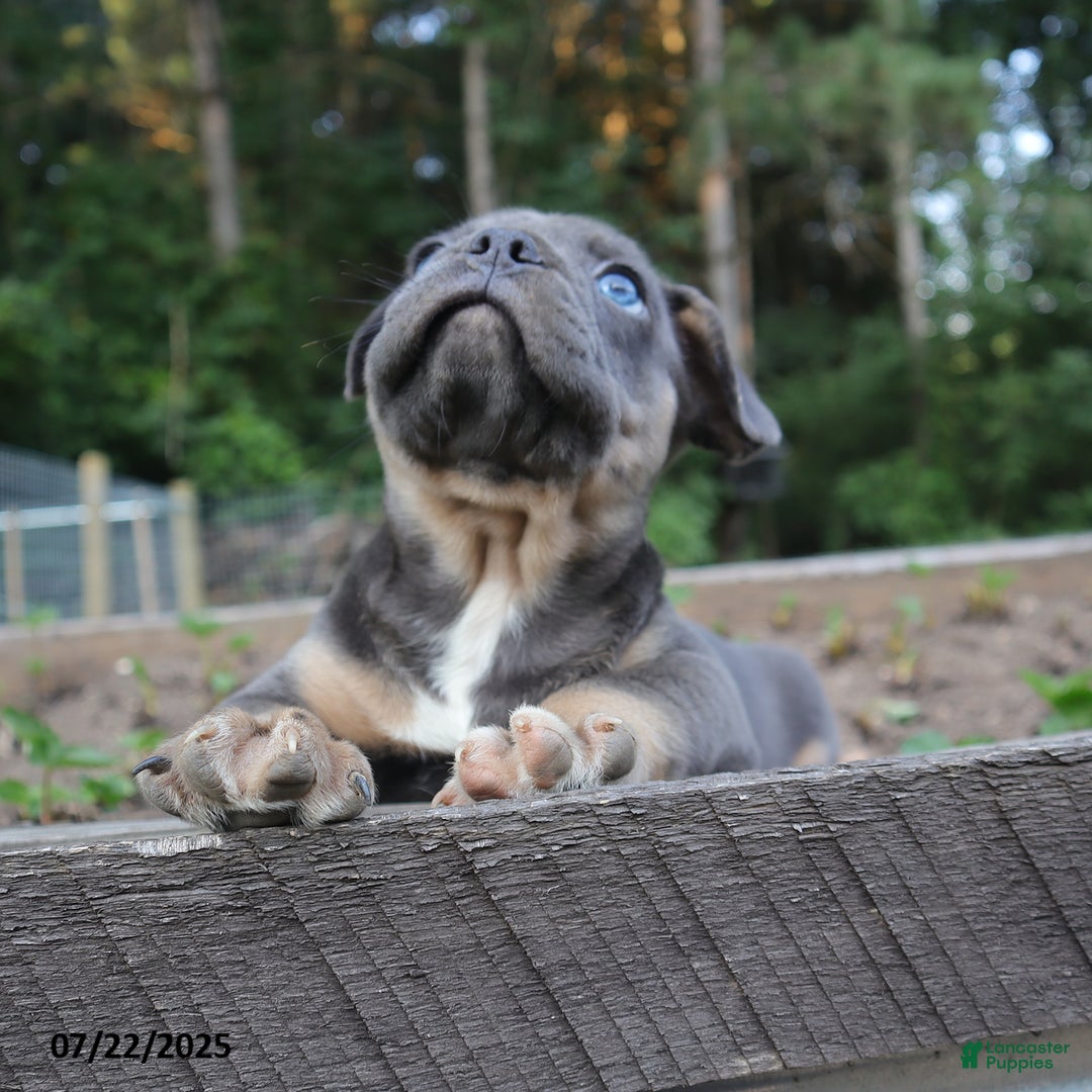 French Bulldog dogs for sale: Max - Image 4