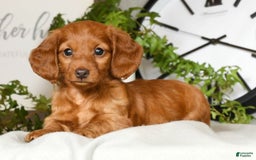 Miniature Dachshund dogs for sale: Elsa - Image 5