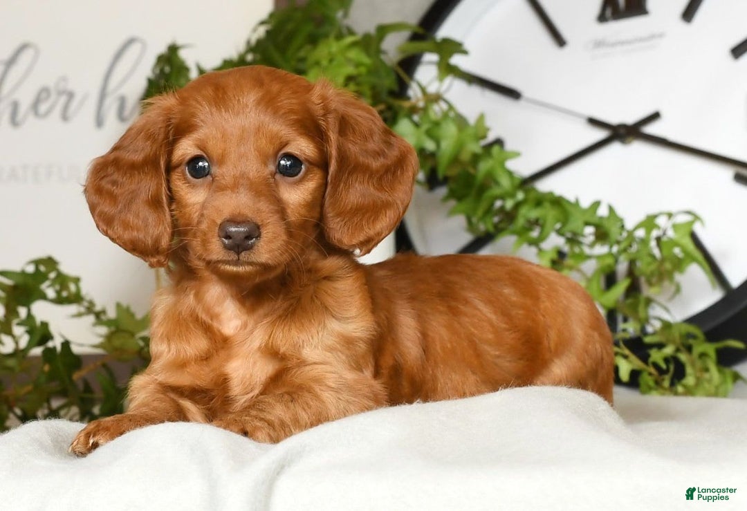 Miniature Dachshund dogs for sale: Elsa - Image 5