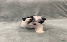 Morkie dogs for sale: Pink - Image 6