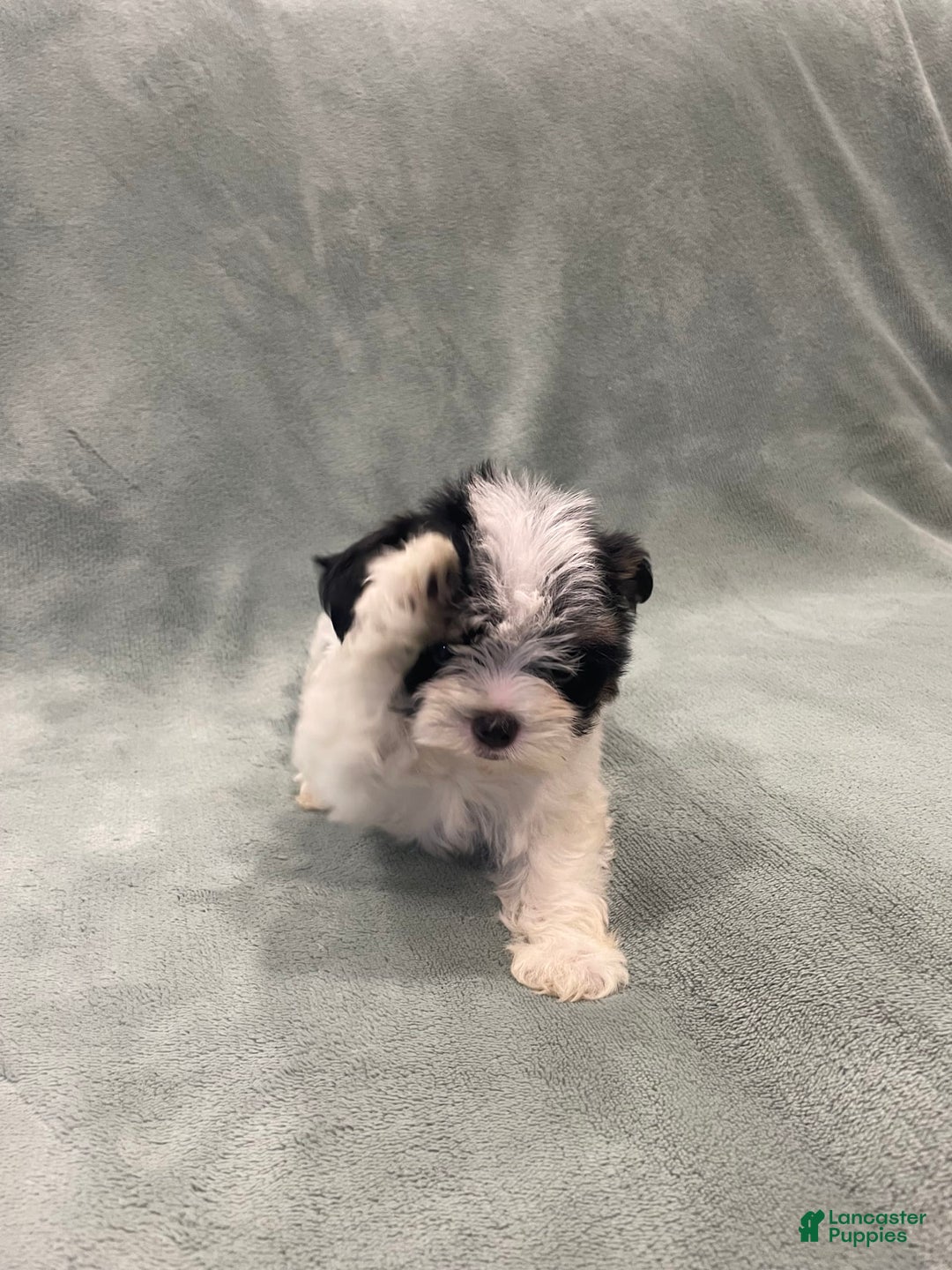 Morkie dogs for sale: Pink - Image 6