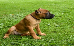 Cane Corso dogs for sale: Tova - Image 6