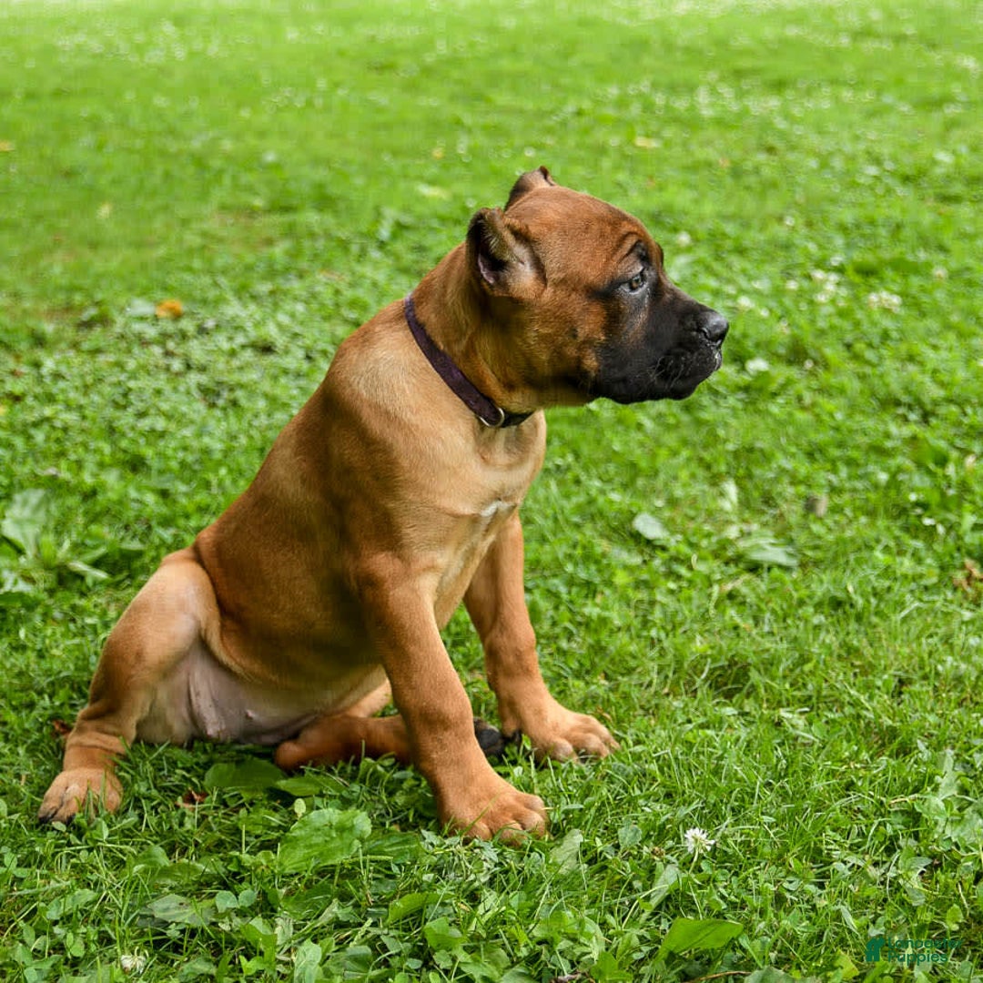 Cane Corso dogs for sale: Tova - Image 6