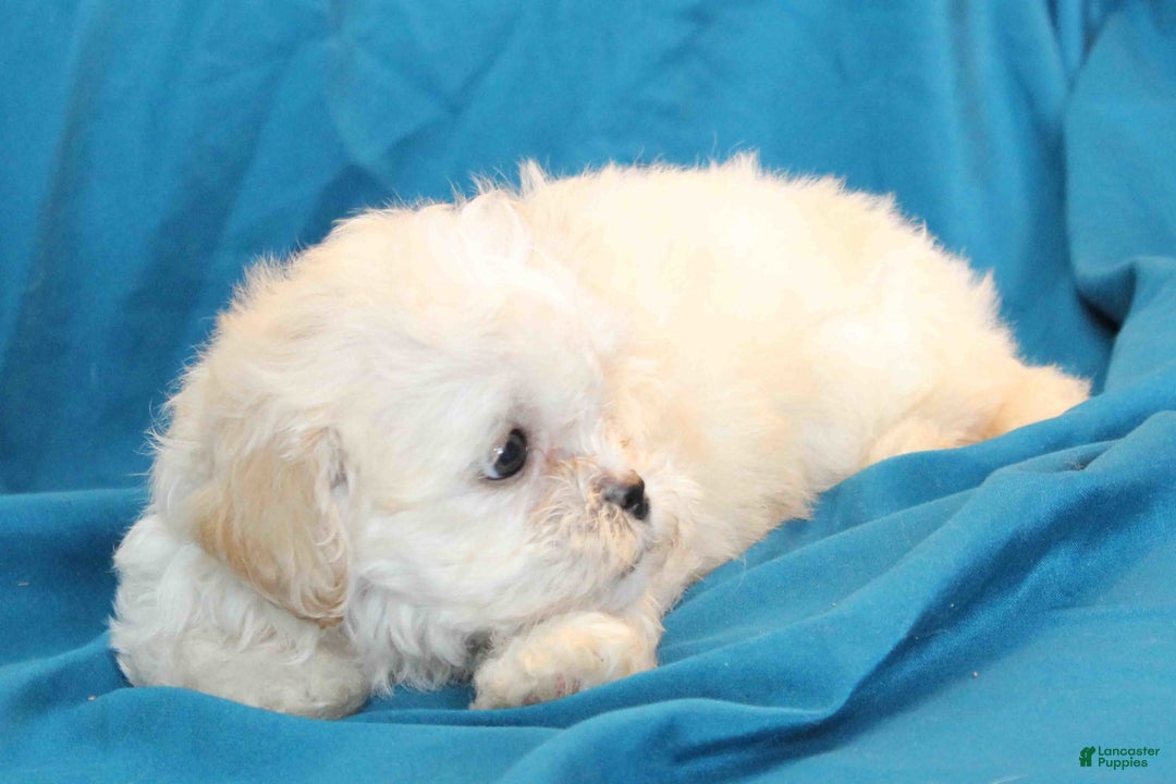 Shihpoo dogs for sale: Luna - Image 3