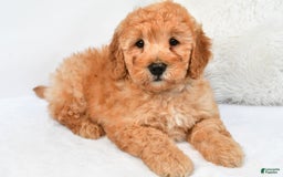 Mini Goldendoodle dogs for sale: Theo - Image 7
