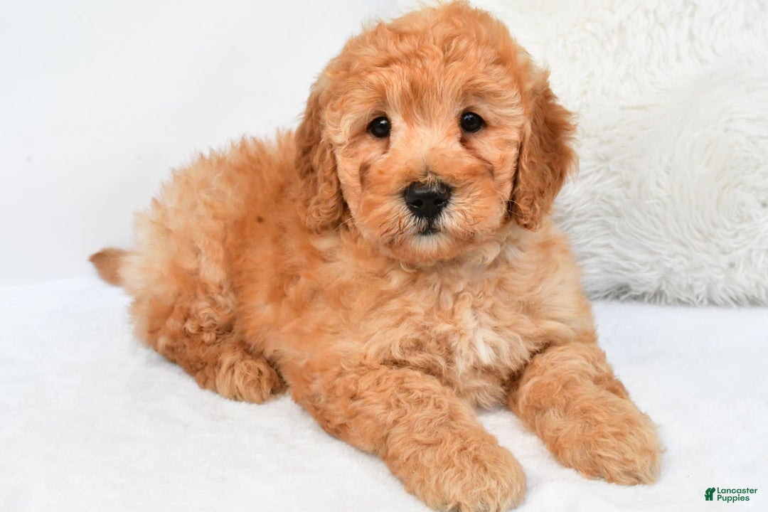 Mini Goldendoodle dogs for sale: Theo - Image 7