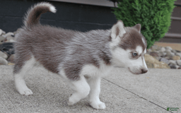 Siberian Husky dogs for sale: Reno - Image 5