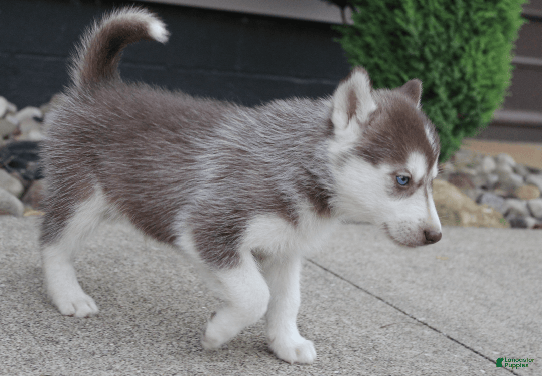 Siberian Husky dogs for sale: Reno - Image 5
