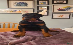 Doberman Pinscher dogs for sale: Daenerys Pink Collar Female - Image 3
