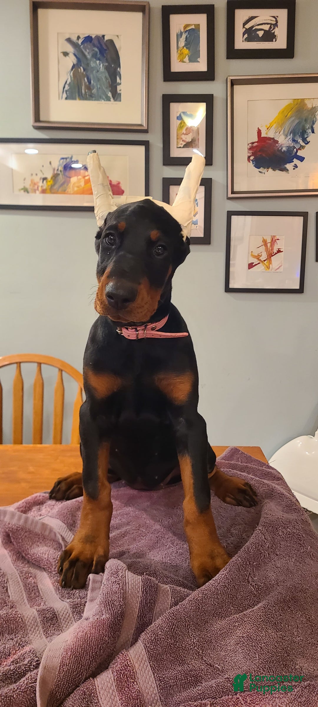 Doberman Pinscher dogs for sale: Daenerys Pink Collar Female - Image 3