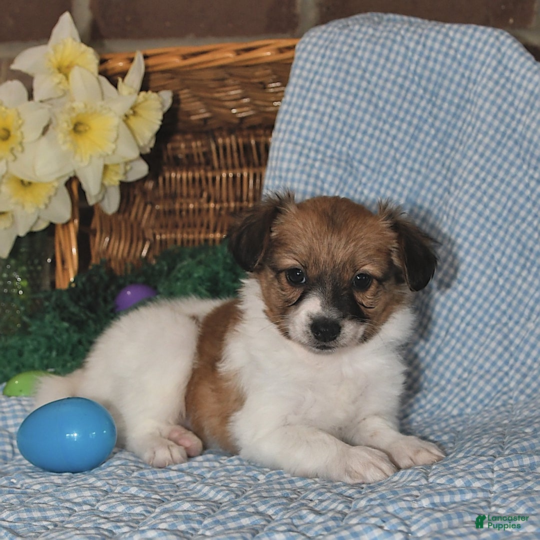Papillon dogs for sale: Pongo - Image 5