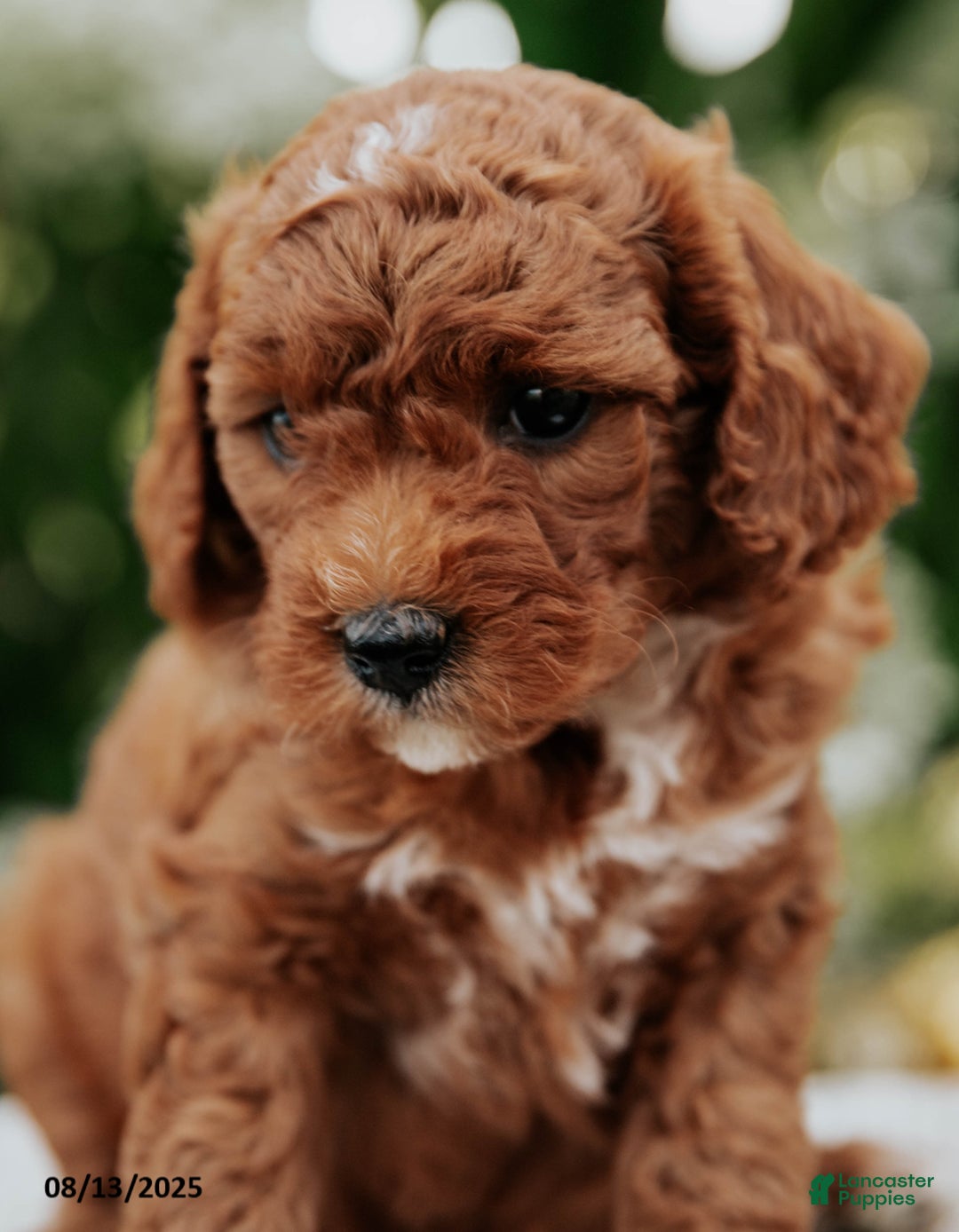 Cavapoo dogs for sale: Bailey - Image 3
