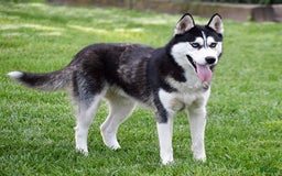 Siberian Husky dogs for sale: Perry - Image 6