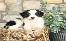 Mini Bernedoodle dogs for sale: Girlie - Image 4
