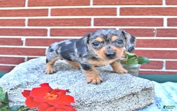 Miniature Dachshund dogs for sale: Trisha - Image 4