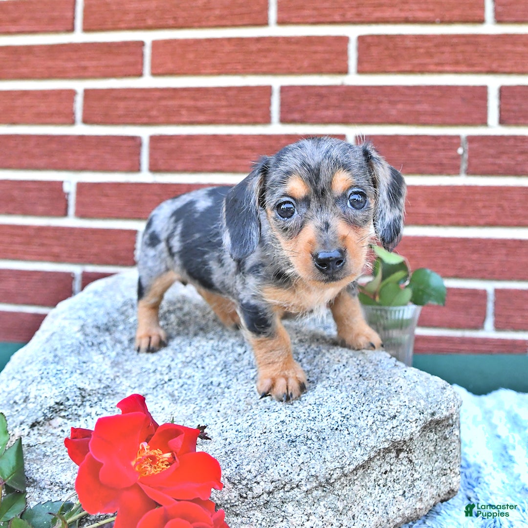 Miniature Dachshund dogs for sale: Trisha - Image 4