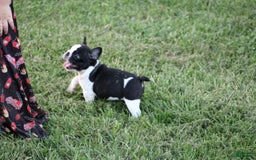French Bulldog dogs for sale: Natalie - Image 17