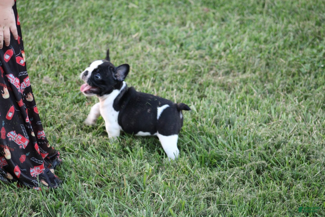 French Bulldog dogs for sale: Natalie - Image 17