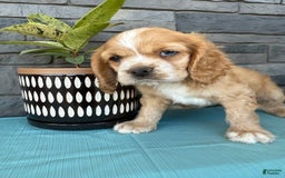 Cocker Spaniel dogs for sale: Tasha - Image 9