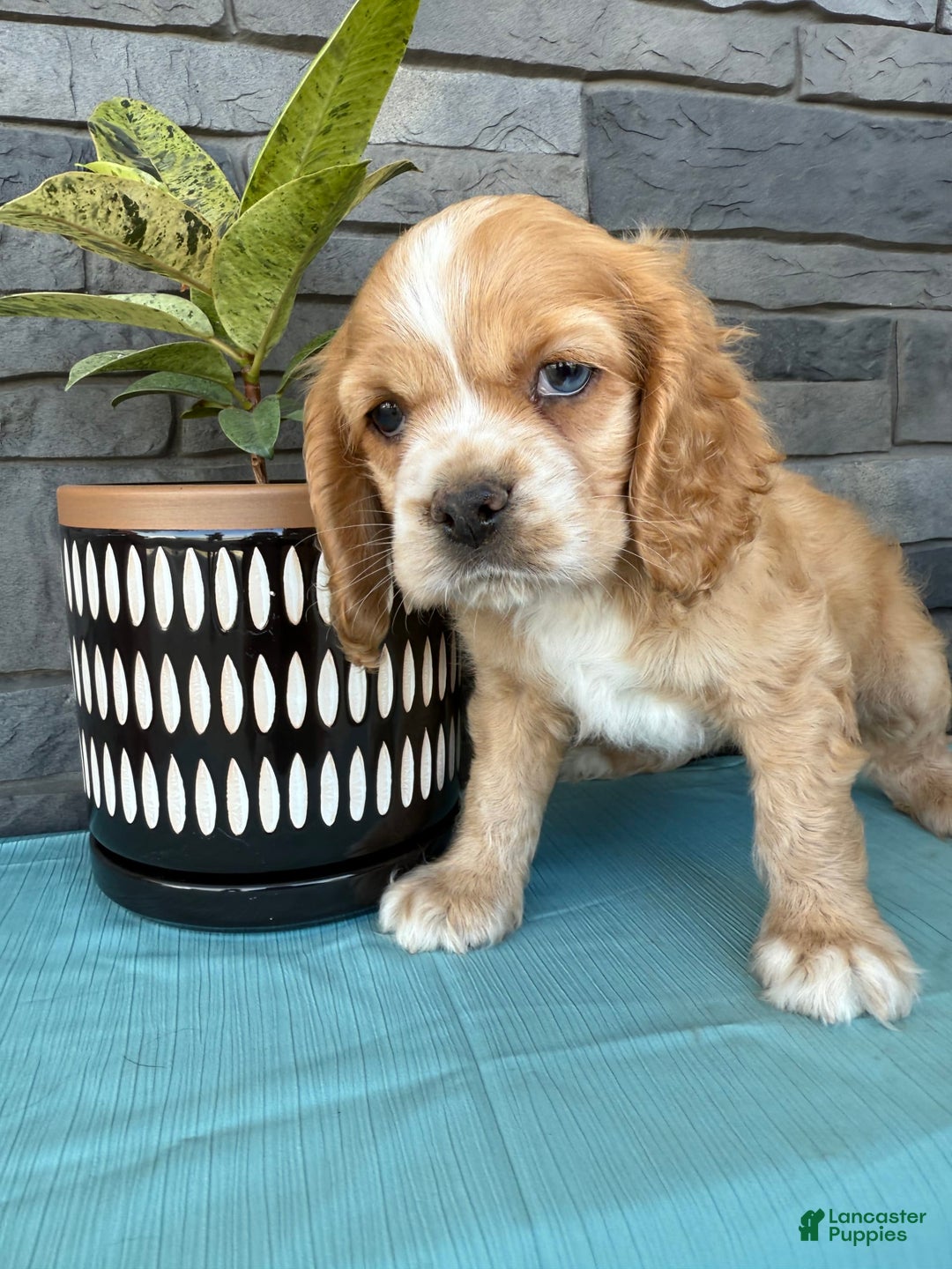 Cocker Spaniel dogs for sale: Tasha - Image 9