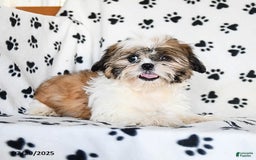 Shih Tzu dogs for sale: Izzy - Image 5