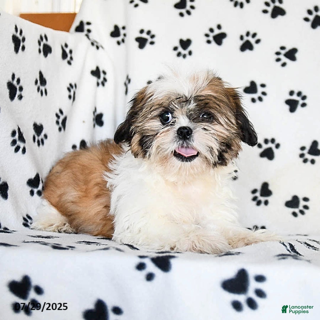 Shih Tzu dogs for sale: Izzy - Image 5