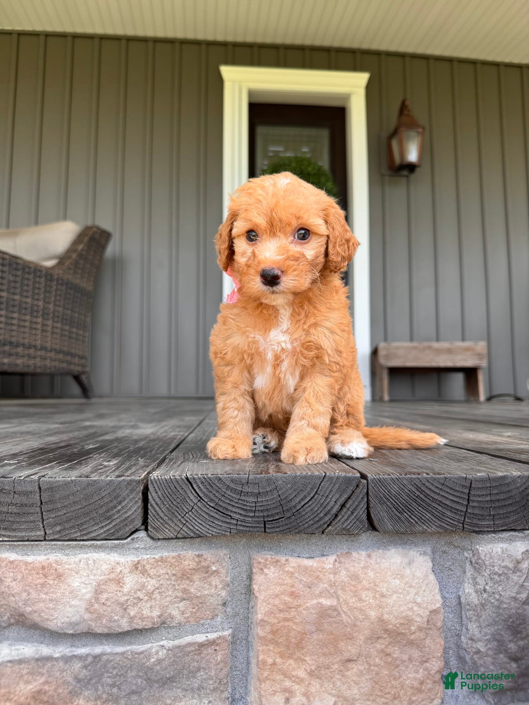  dogs for sale: Mini Goldendoodle 6 puppies - Image 3