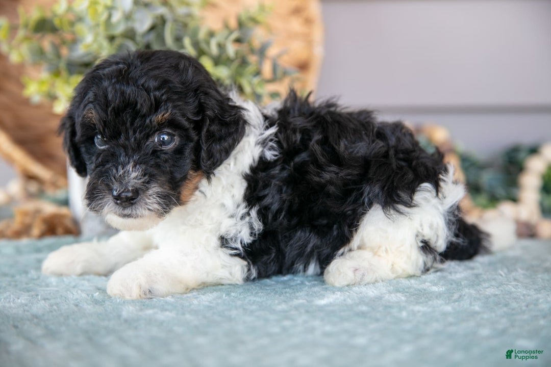Miniature Poodle dogs for sale: Trevor - Image 2