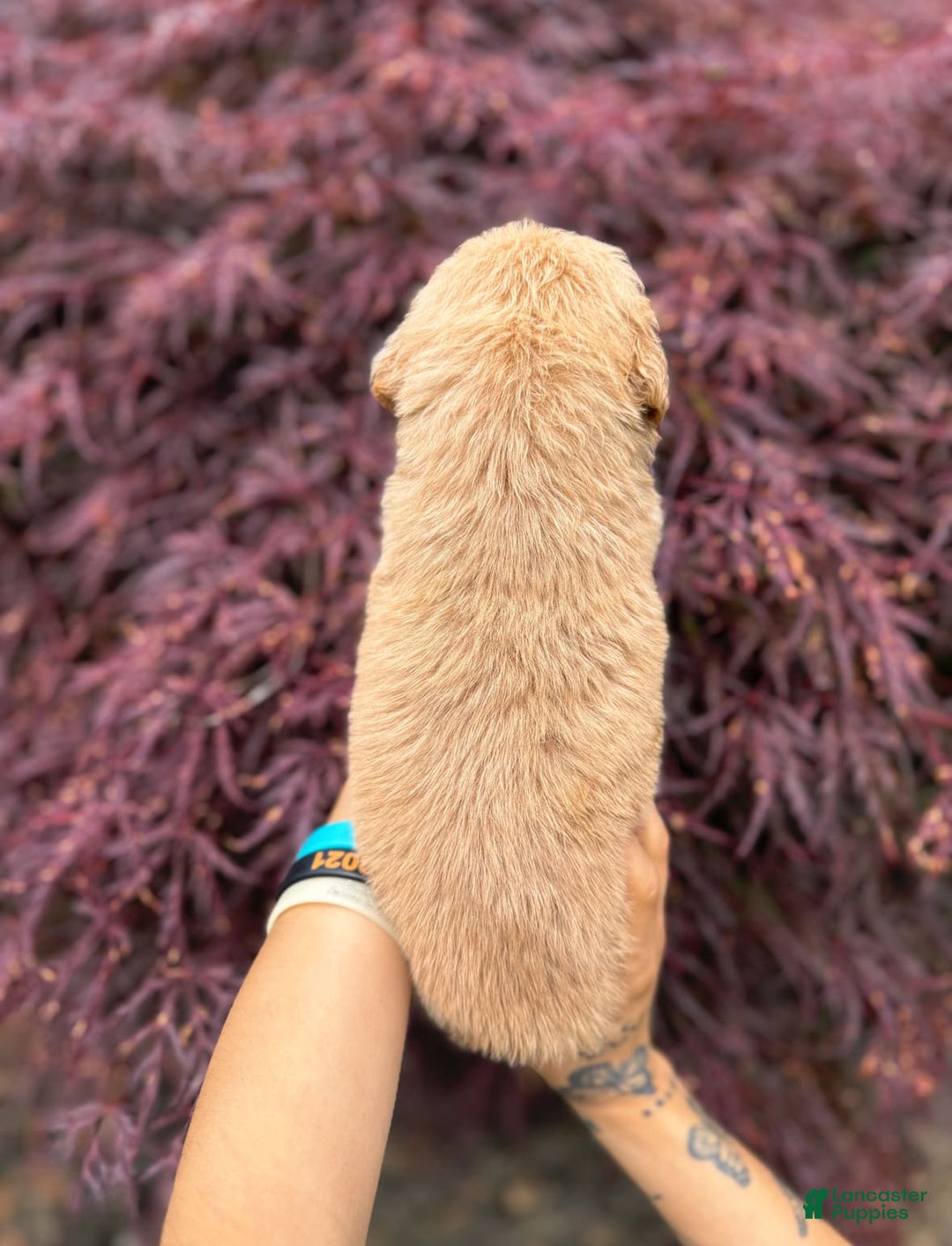 Golden Retriever dogs for sale: Oak - Image 3