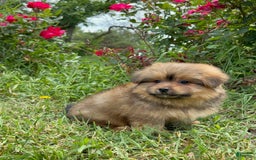 Yorkshire Terrier dogs for sale: Berry - Image 13