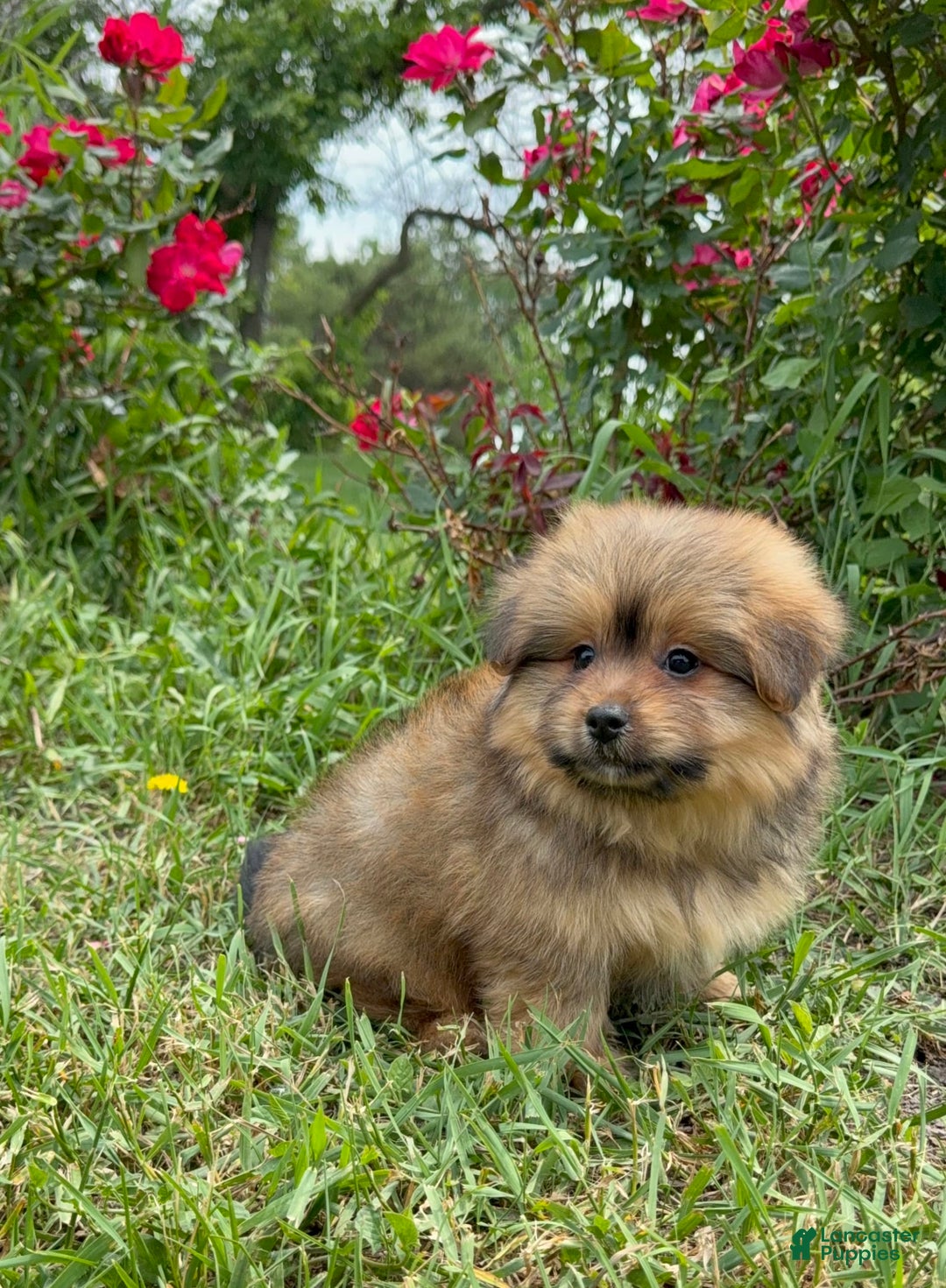 Yorkshire Terrier dogs for sale: Berry - Image 13