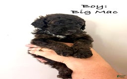 Bernedoodle dogs for sale: Royal Blue Boy - Image 3