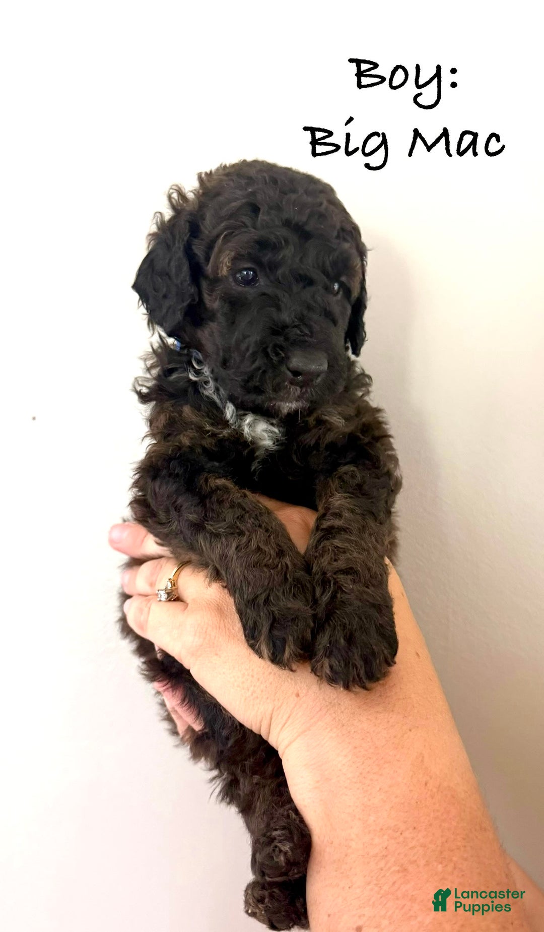 Bernedoodle dogs for sale: Royal Blue Boy - Image 3