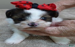 Yorkshire Terrier dogs for sale: Bambi - Image 9