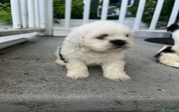 Malshi dogs for sale: Unknown 2 - Image 1