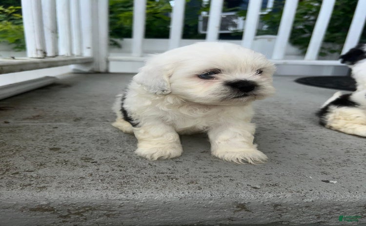 Malshi dogs for sale - Ad 1