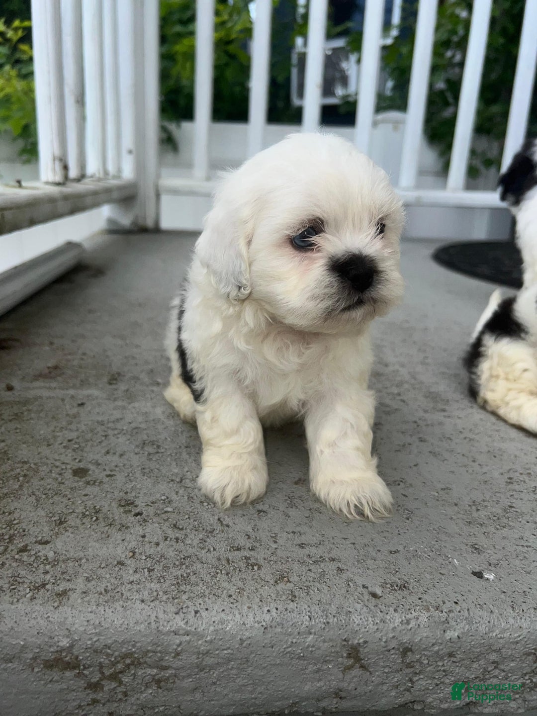 Malshi dogs for sale: Unknown 2 - Image 1