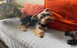 Yorkshire Terrier dogs for sale: Nova - Image 8