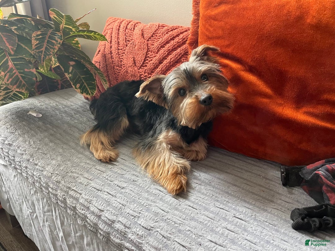 Yorkshire Terrier dogs for sale: Nova - Image 8