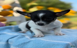 Chihuahua dogs for sale: Puddle - Image 4