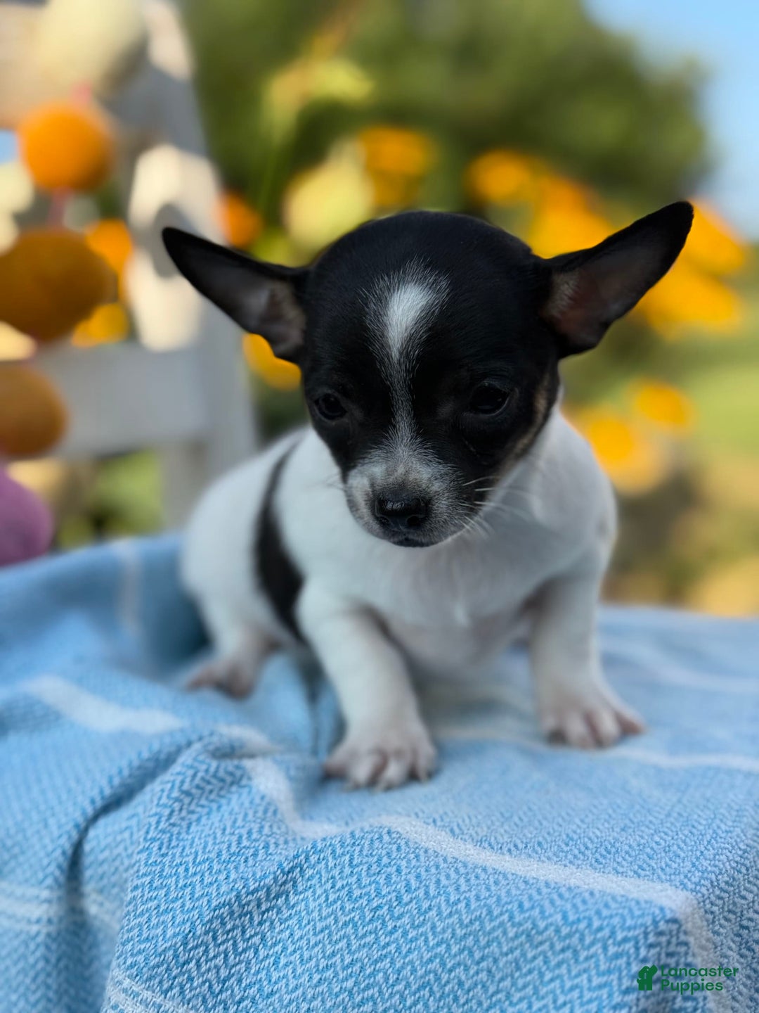 Chihuahua dogs for sale: Puddle - Image 4