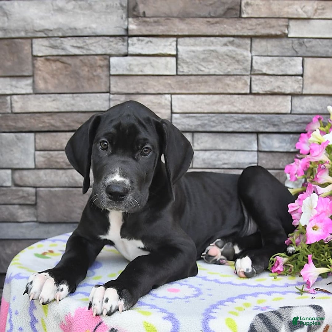 Great Dane dogs for sale: Sparky - Image 10