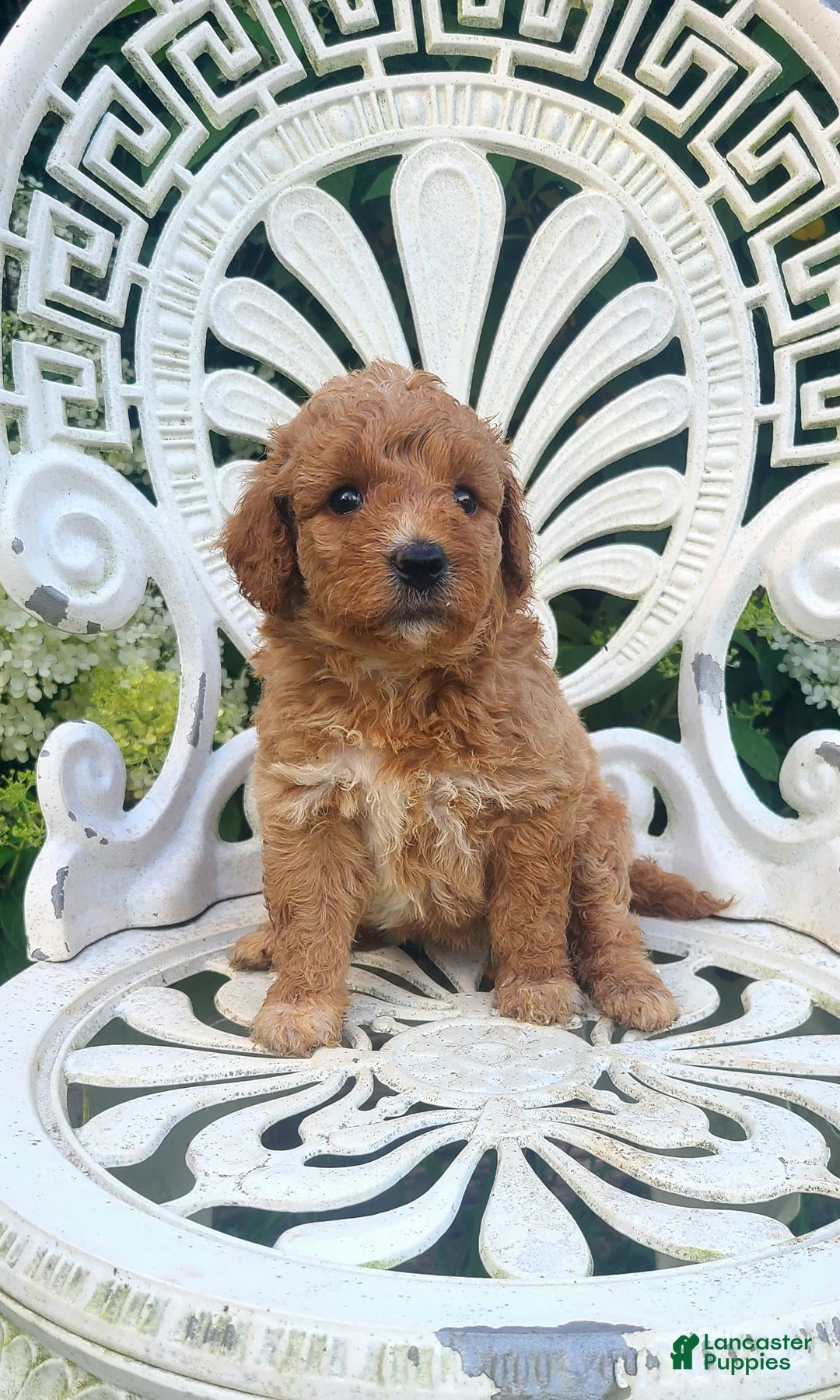 Mini Goldendoodle dogs for sale: Cupcake - Image 3