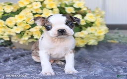 Boston Terrier dogs for sale: Boston Terrier 9 puppies - Image 3