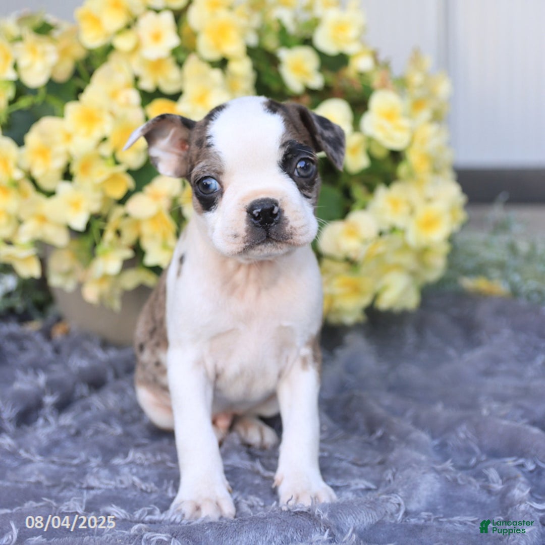 Boston Terrier dogs for sale: Boston Terrier 9 puppies - Image 3