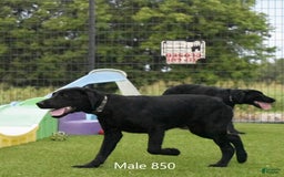 Labrador Retriever dogs for sale: Male 850 - Image 1