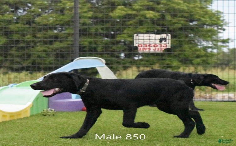 Labrador Retriever dogs for sale - Ad 1
