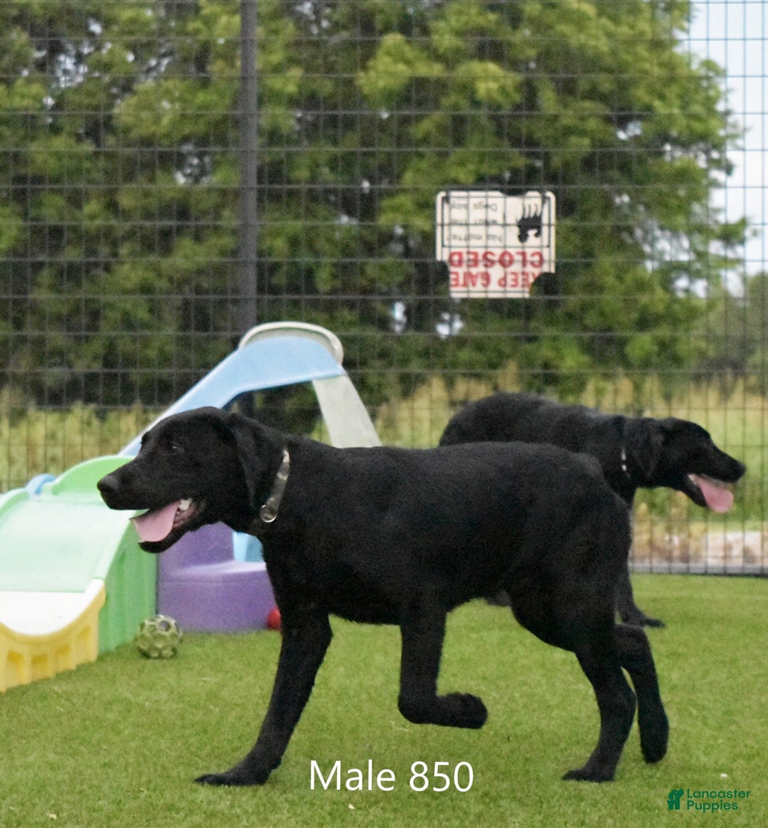 Labrador Retriever dogs for sale: Male 850 - Image 1