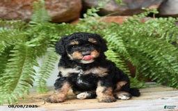 Miniature Poodle dogs for sale: Miniature Poodle 4 puppies - Image 7