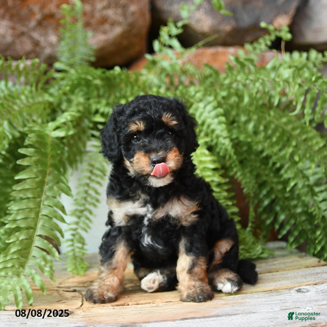 Miniature Poodle dogs for sale: Miniature Poodle 4 puppies - Image 7